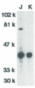 DFF40 antibody N-term 100 µg