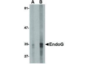 ENDOG antibody (7G1G10) 100 µg