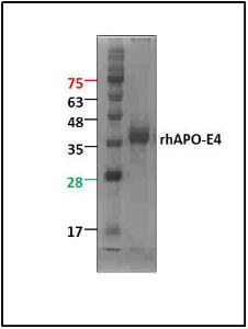 Human Recombinant APOE4 (from <i>E. coli</i>)
