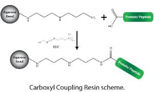 Carboxyl Coupling Resin, G-Biosciences