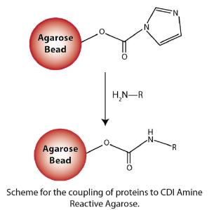 CDI Amine Reactive Resin, G-Biosciences