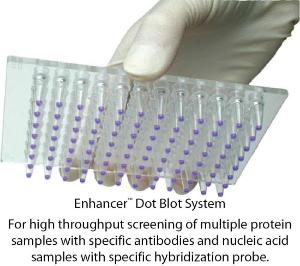 Enhancer™ Dot Blot System for High Throughput Screening of Proteins & Nucleic Acids, G-Biosciences