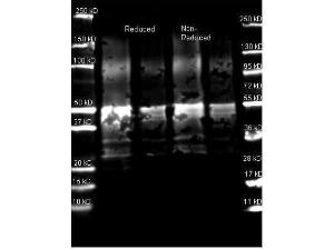 Protein A antibody texas red 25 µl