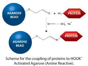 HOOK™ Activated Agarose (Amine Reactive) for Affinity Column Generation, G-Biosciences