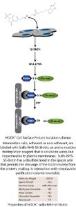 HOOK™ Cell Surface Protein Isolation, Complete Labeling and Isolation Kit, G-Biosciences