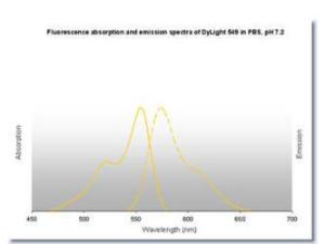 Anti-FLAG™ conjugated Proteins Rabbit Polyclonal Antibody (DyLight® 549)