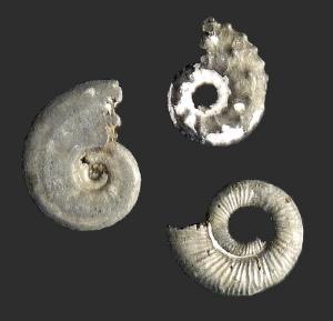 Ammonites (Jurassic)