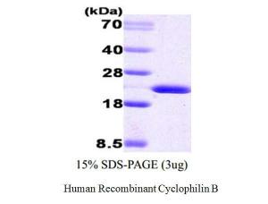 Human Recombinant Cyclophilin B (from <i>E. coli</i>)
