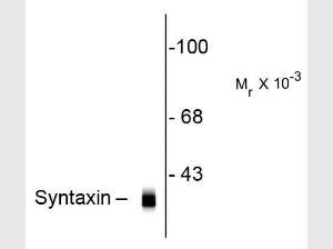 Syntaxin antibody 100 µl