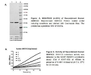 Fig: A.Figure: A. SDS-PAGE (4-20%) of Recombinant Human AKR1C3. Figure B. Activity of Recombinant Human AKR1C3