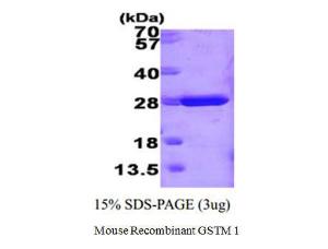 Mouse Recombinant GSTM1 (from <i>E. coli</i>)