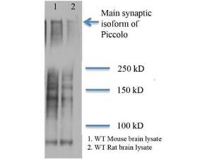 PICCOLO antibody 100 µg
