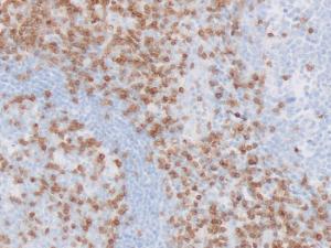 CD3, T-Cell 20X