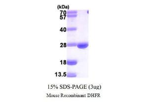 Mouse Recombinant Dhfr (from <i>E. coli</i>)