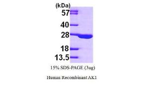 Human Recombinant AK1 (from <i>E. coli</i>)