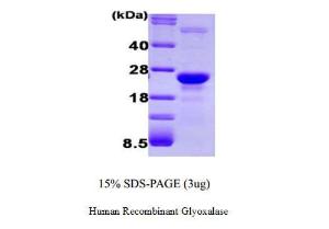 Human Recombinant Glyoxalase I (from <i>E. coli</i>)