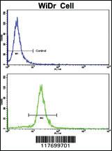 Anti-AXL Rabbit Polyclonal Antibody