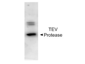 TEV protease antibody 100 µg
