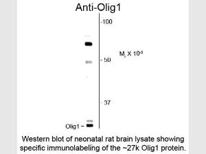 OLIG1 antibody 100 µl