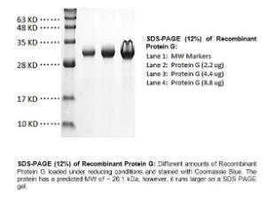 SDS-PAGE (12%) of Recombinant Protein G: Different amounts of Recombinant Protein G loaded under reducing conditions and stained with Coomassie Blue. The protein has a predicted MW of ~ 26.1 kDa, however, it runs larger on a SDS PAGE gel