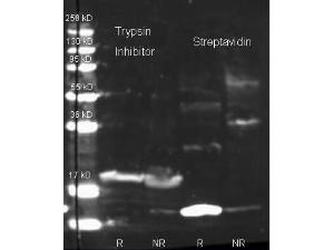 Streptavidin antibody fluorescein 25 µl