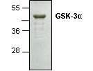 Gsk-3A-Gst Fusion (from <i>E. coli</i>), BioVision