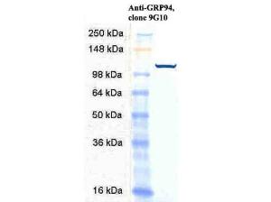 GRP94 antibody 200 µg