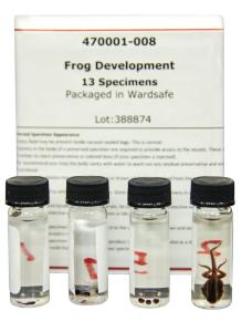 Frog Development Set, Preserved