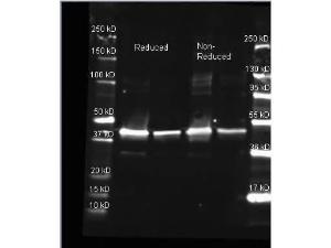 Sarcosine OX antibody 25 µl