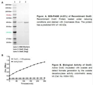 Figure: A. SDS-PAGE (4-20%) of Recombinant OxdC. Figure B. Biological Activity of OxdC