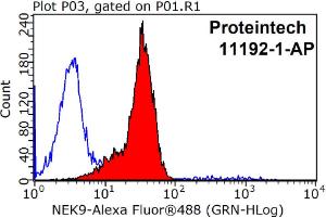 Anti-NEK9 Rabbit Polyclonal Antibody