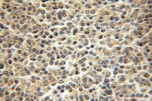 Anti-NEK9 Rabbit Polyclonal Antibody