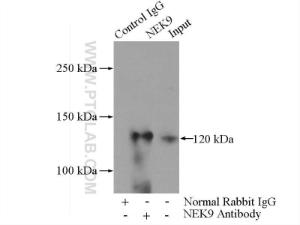 Anti-NEK9 Rabbit Polyclonal Antibody