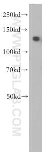 Anti-NEK9 Rabbit Polyclonal Antibody