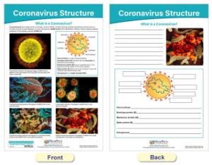 Chart coronavirus structure