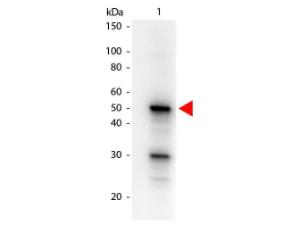 PDCD4 phospho S457 AB50 µg