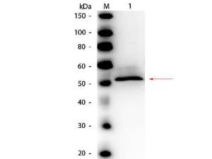 HEX antibody HRP 100 µg