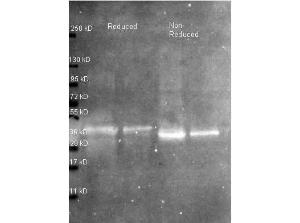 OVA antibody biotin 25 µl