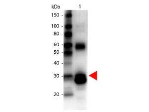 LASNASE antibody biotin 25 µl