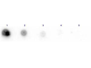 AER1 antibody (biotin) 25 µl