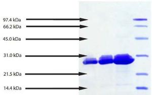 Proteinase 3, Human Neutrophil 12% Tris-HCI NuPAGE gel 1. PR3 - 5  g (reduced / heated) 2. PR3 - 10  g (reduced / heated)3. PR3 - 20  g (reduced / heated)4. LMW Standard