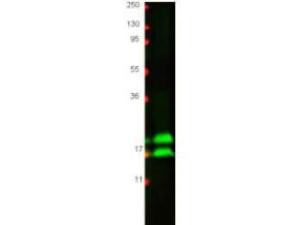 Interferon gamma antibody 25 µl