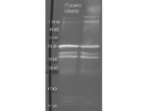 GK antibody HRP 100 µg