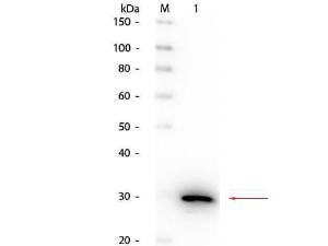 CA2 antibody HRP 100 µg