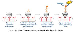 Figure 1. ExoQuantTM Exosome Capture and Quantification Assay Kit Principle.