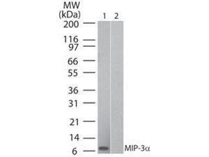 MIP-3A antibody 100 µg