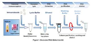 Figure 1. Exosome RNA Extraction Kit