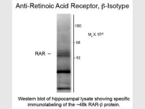 Retinoic acid receptor beta AN