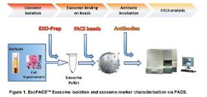 Figure 1. ExoFACSTM Exosome isolation and exosome marker characterization via FACS