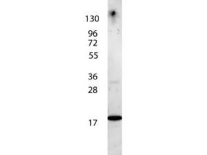 IL-7 antibody biotin conjugatedG 10